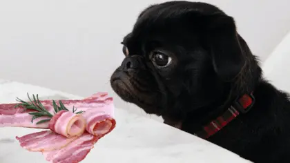 can dogs have raw bacon
