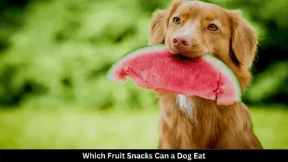 can my dog eat fruit snacks