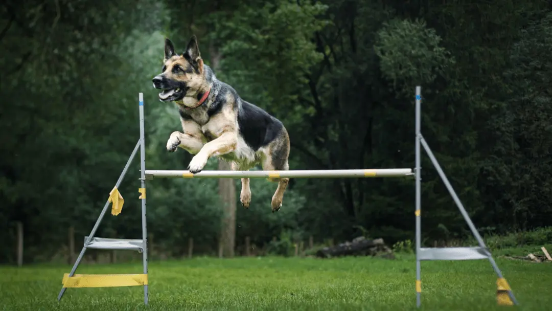 how high can a german shepherd jump