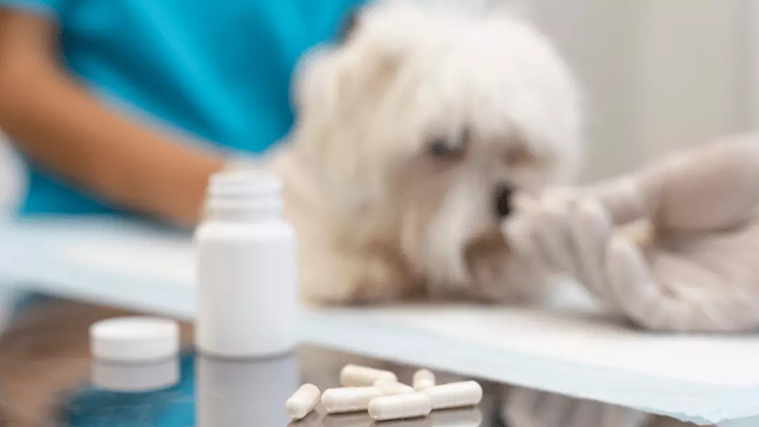 can i give my dog his antibiotic 2 hours early