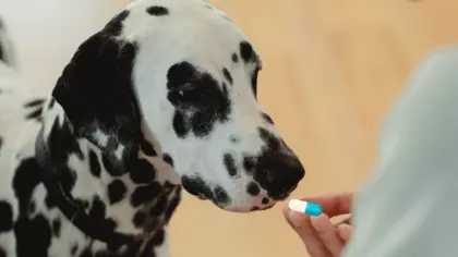 how long should a dog be on antibiotics