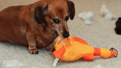 how to remove squeaker from dog toy