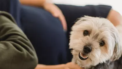how to stop a dog from being possessive of owner