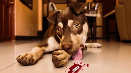 is-it-bad-for-dogs-to-lick-human-blood
