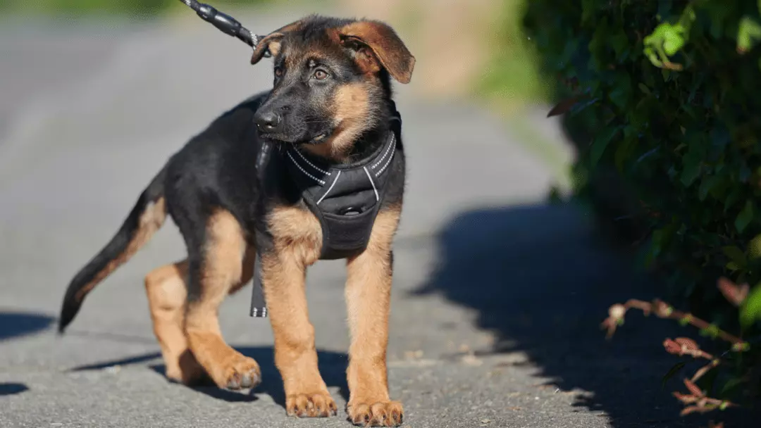 what size harness for german shepherd puppy